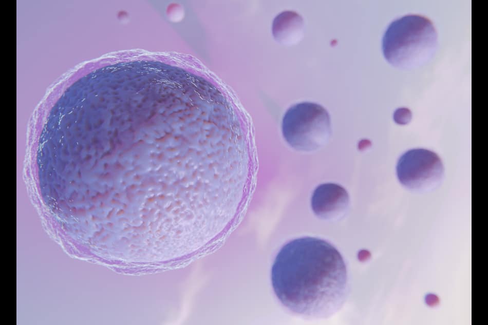 A 3D depiction of a woman's egg cells.